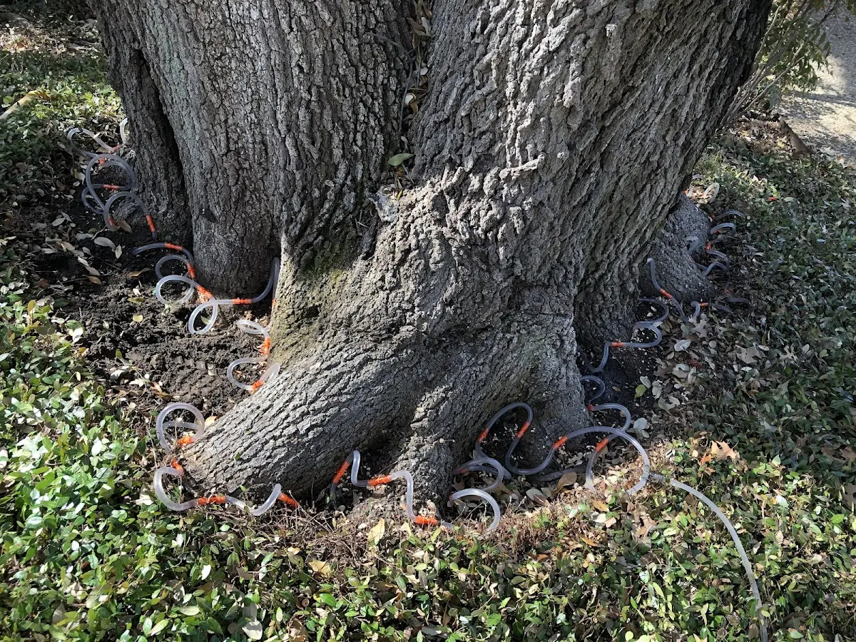 Detailed Tree Cabling and Bracing job site in Holder