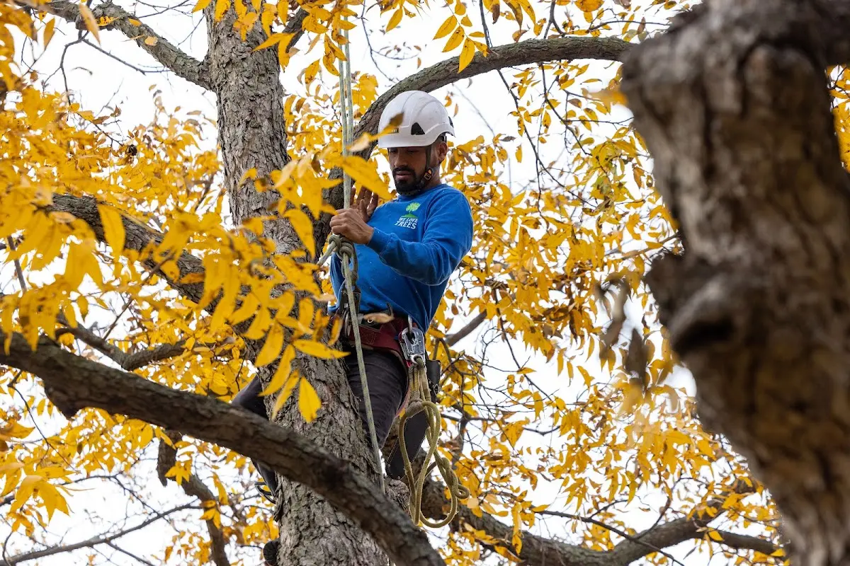 Skilled Storm Damage Cleanup crew working in Holder